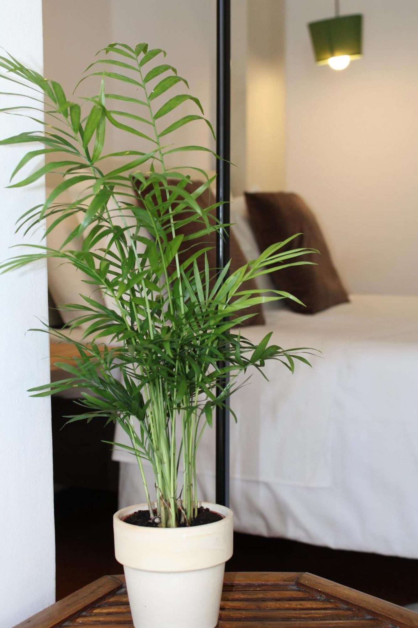 Zen Guest House - Museu Do Bonsai ซินตรา ห้อง รูปภาพ